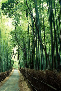 2010041609465973499.jpg